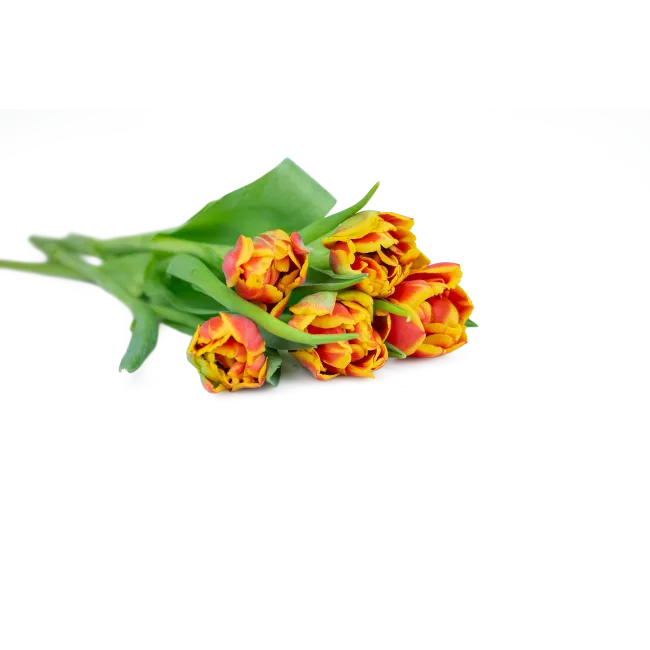 Tulipány plnokvěté na přání